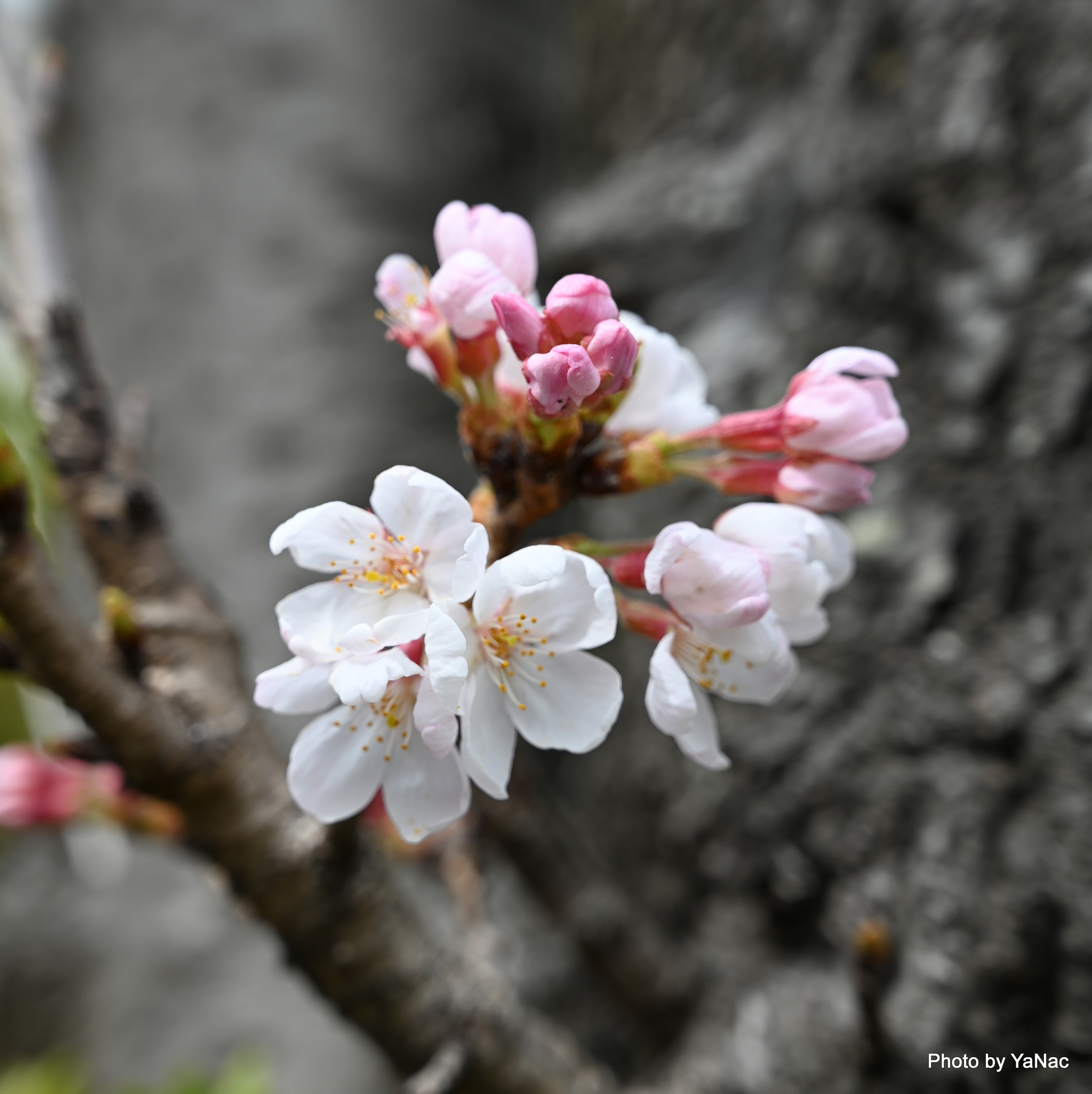 20220321 撮影：Z6 II「桜の花」