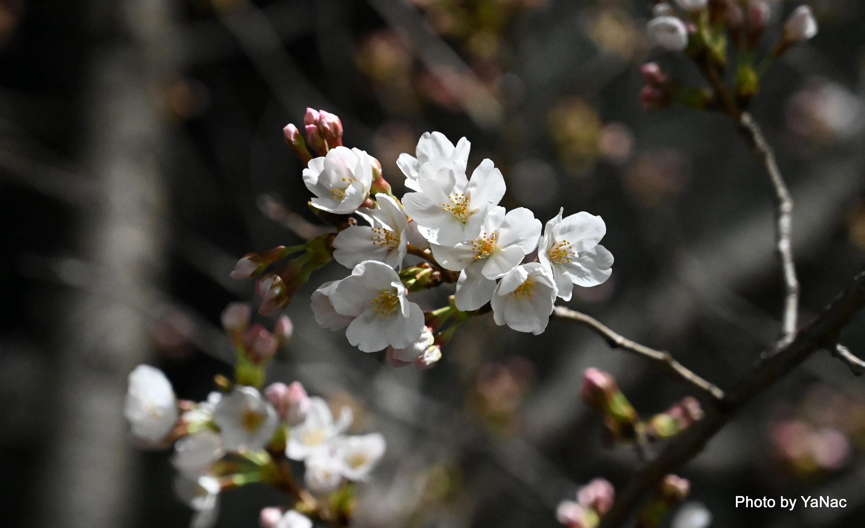 20220324 撮影：Z6 II「桜の花」