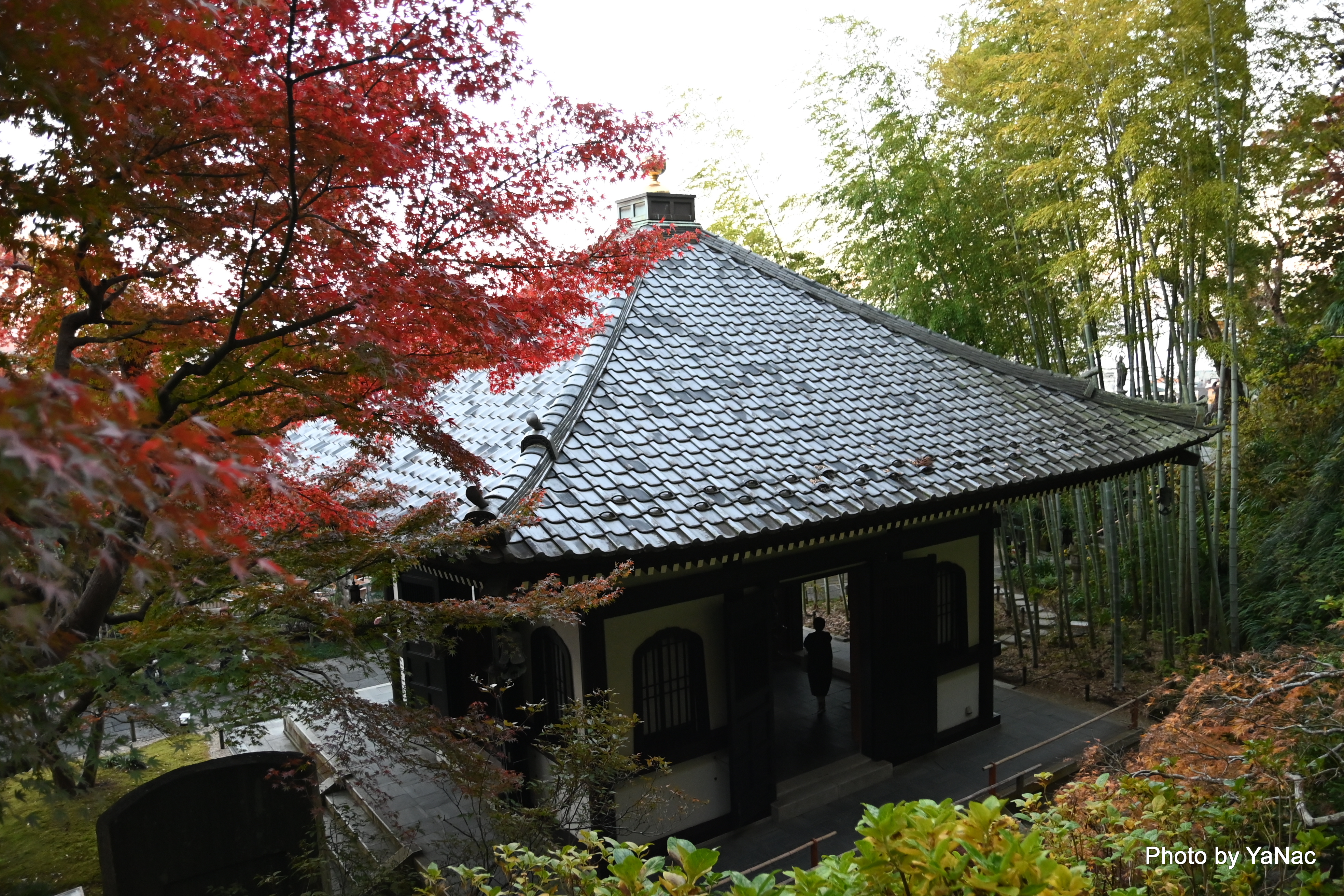 20241201 撮影:Nikon Z6II「鎌倉 長谷寺」