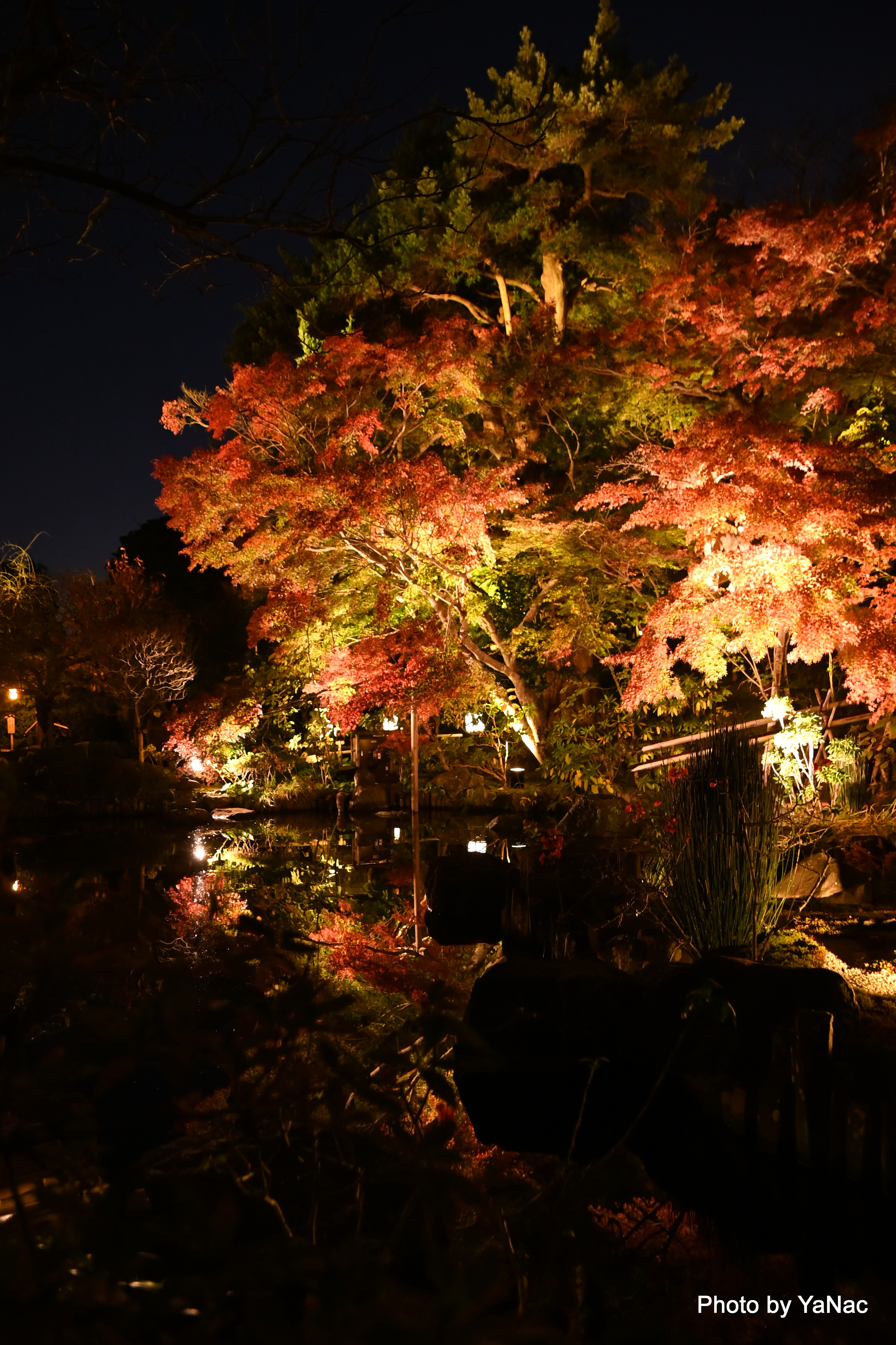20241201 撮影:Nikon Z6II「鎌倉 長谷寺」