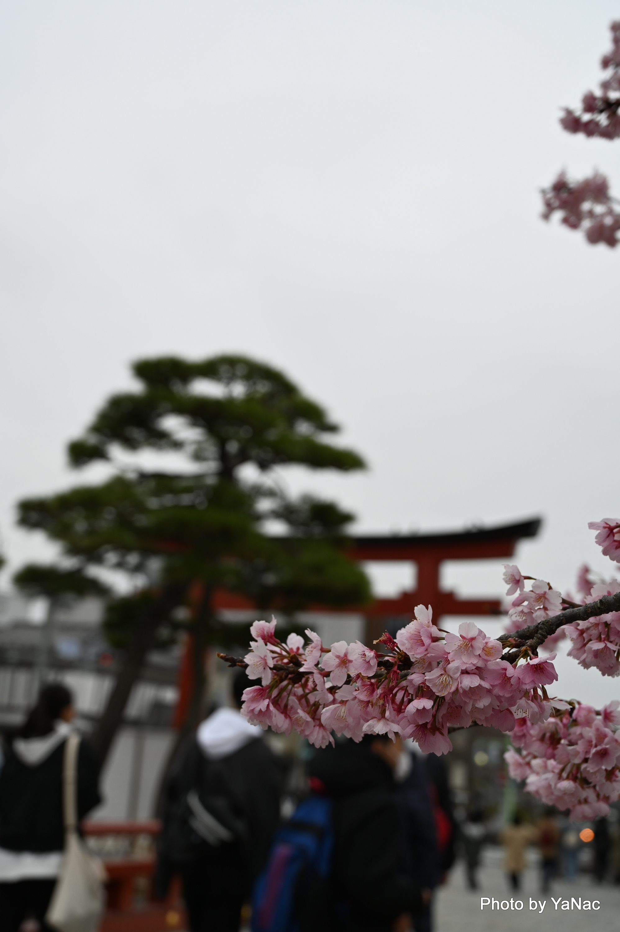 20220318 撮影：Z6 II「鶴岡八幡宮」