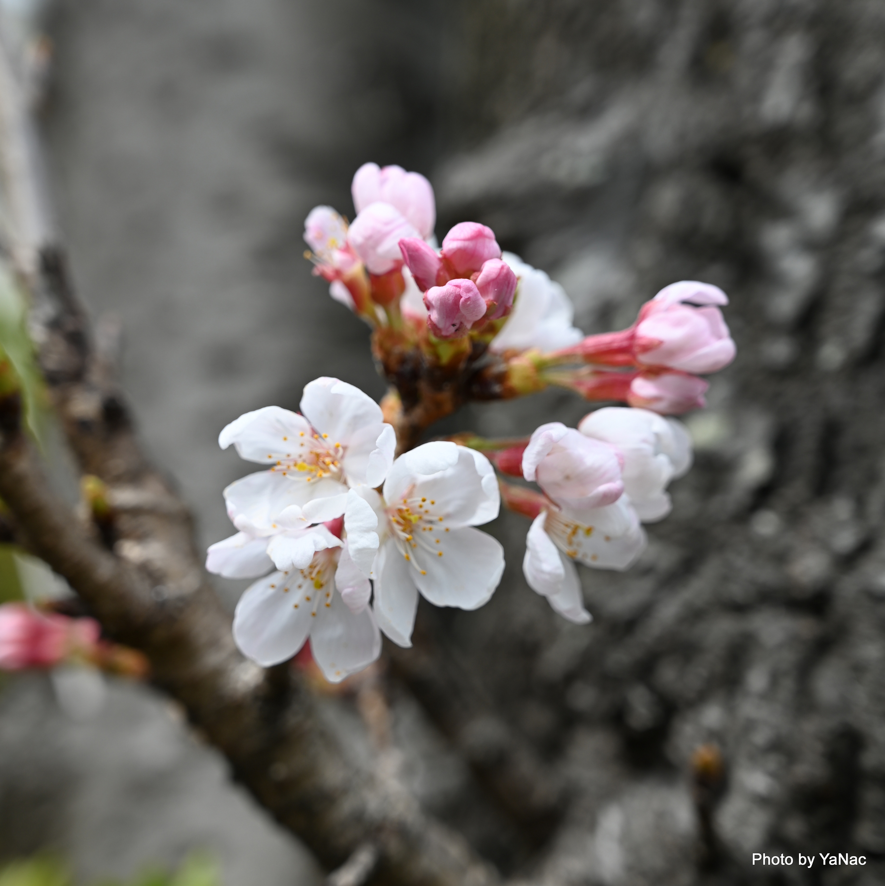 20220321 撮影:Z6 II「桜の花」