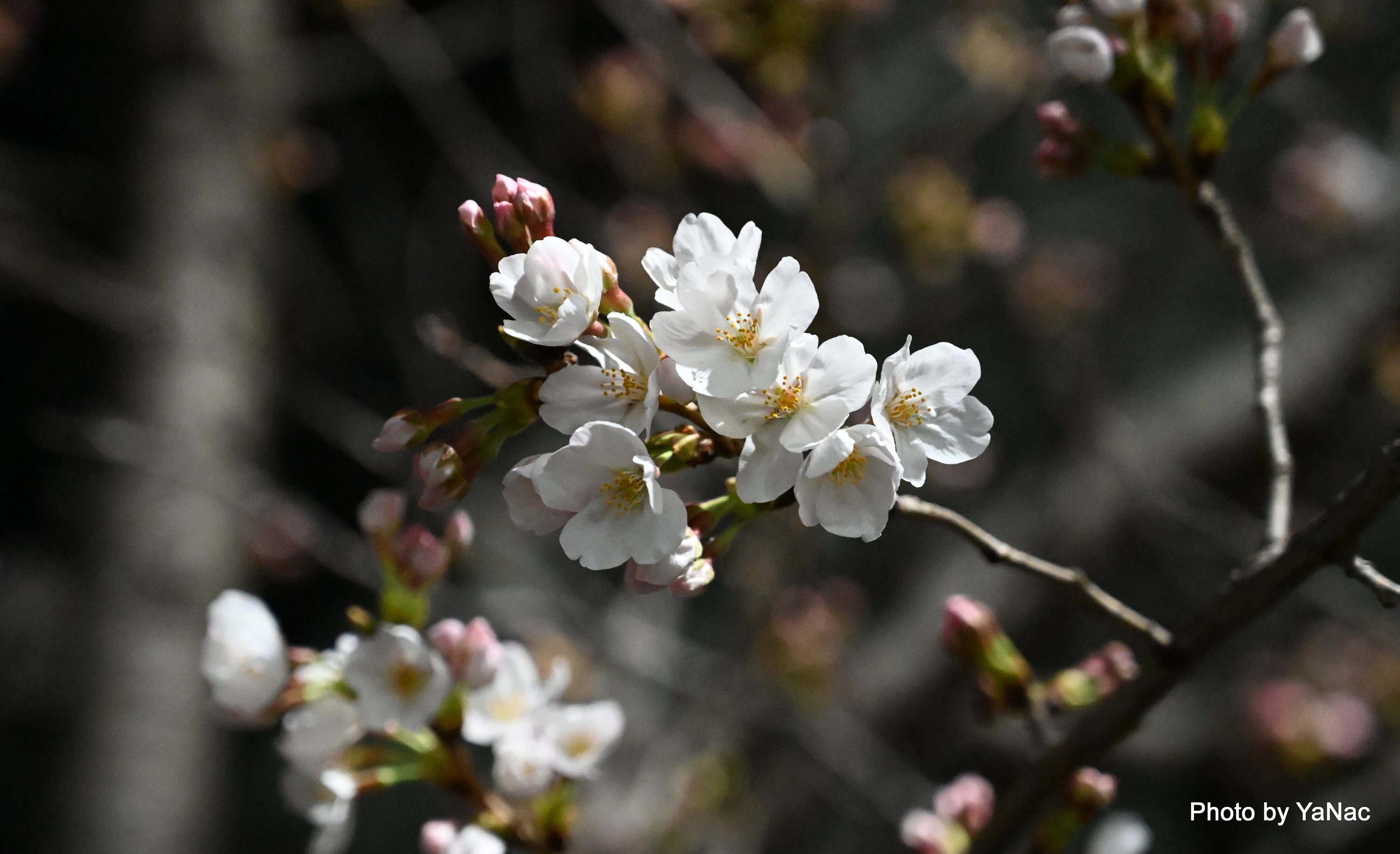 20220324 撮影:Z6 II「桜の花」