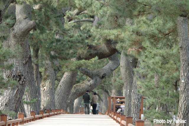 Be : Nikon D70su_ЎQv