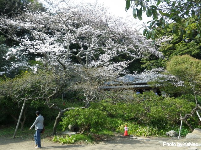 旧川喜多邸別邸