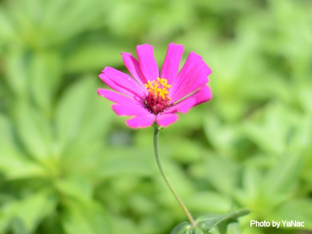 20121008 撮影：D7000「花」