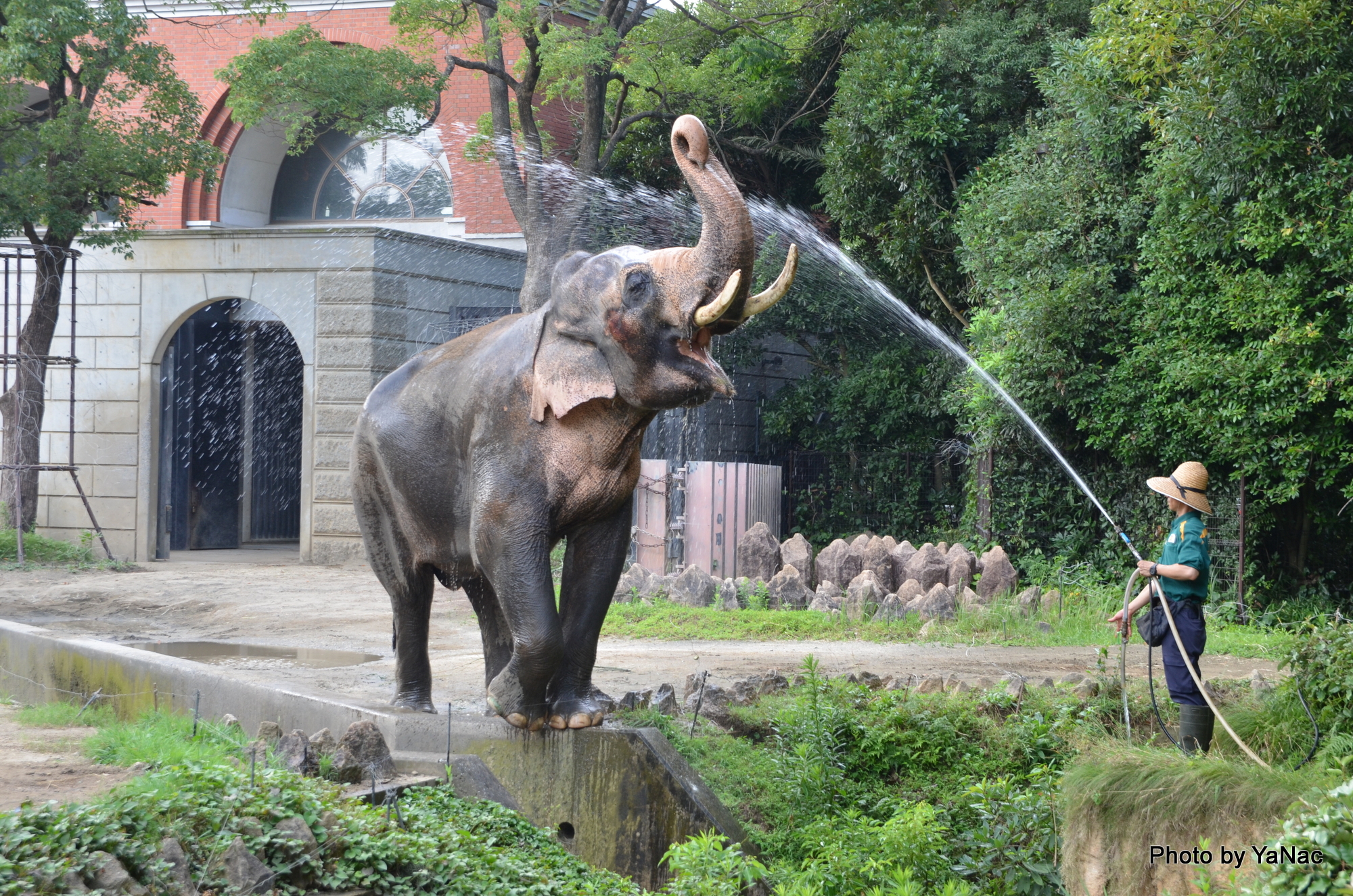 20160813 撮影：D7000「よこはま動物園ズーラシア ゾウ」