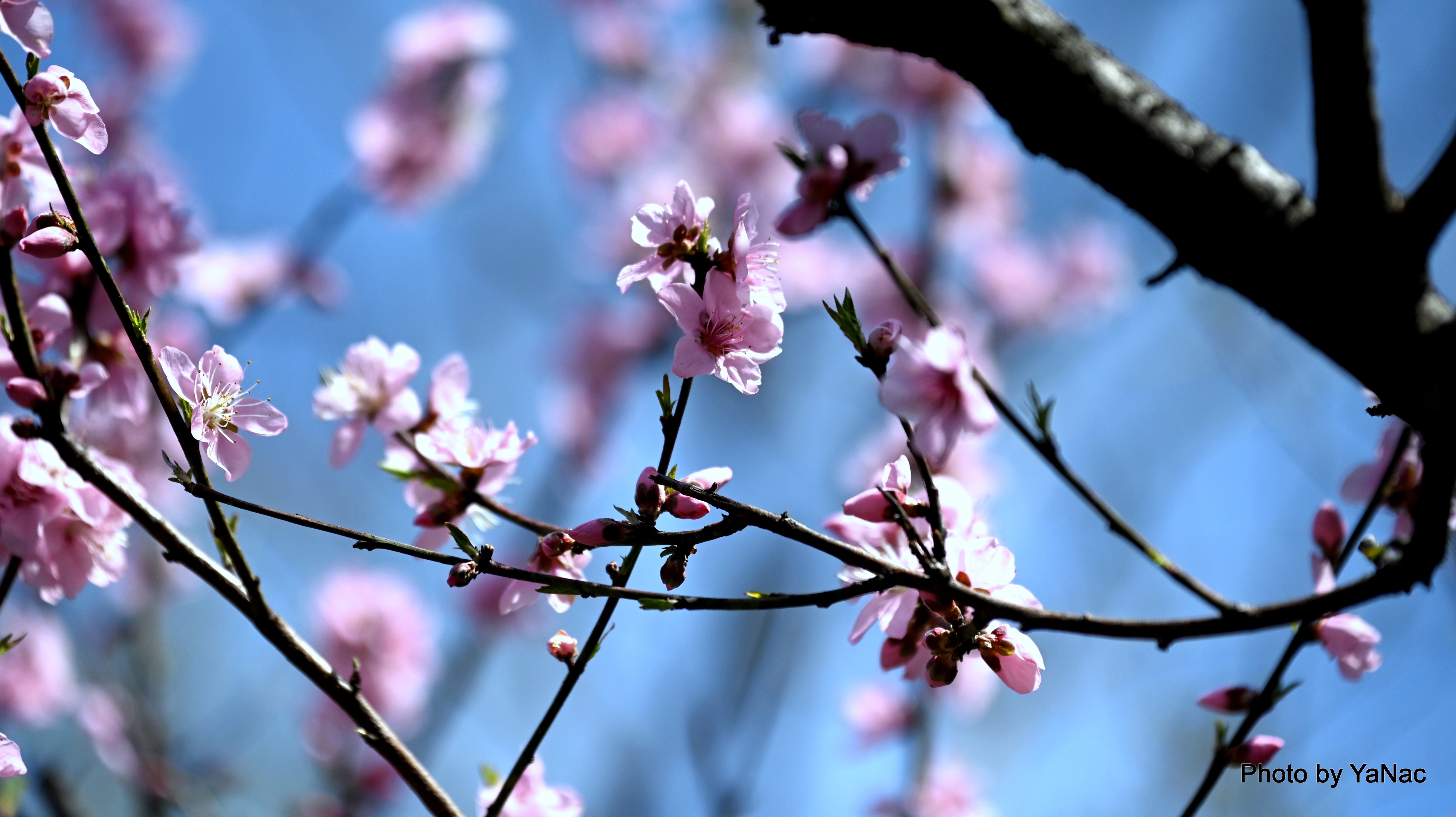 20240330 撮影:Z6II「桜」