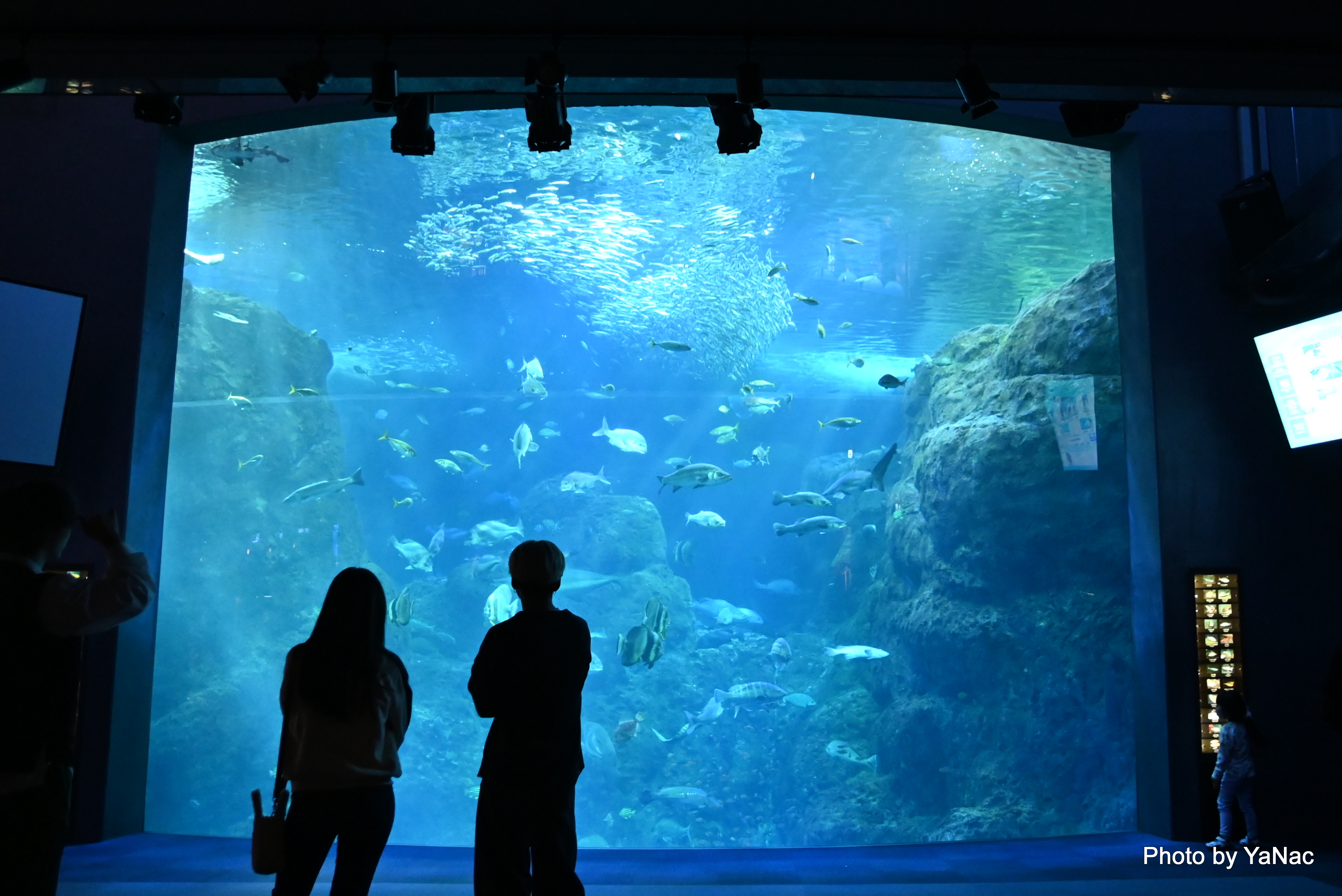 20241102 撮影:Nikon Z6II「新江ノ島水族館 大水槽」