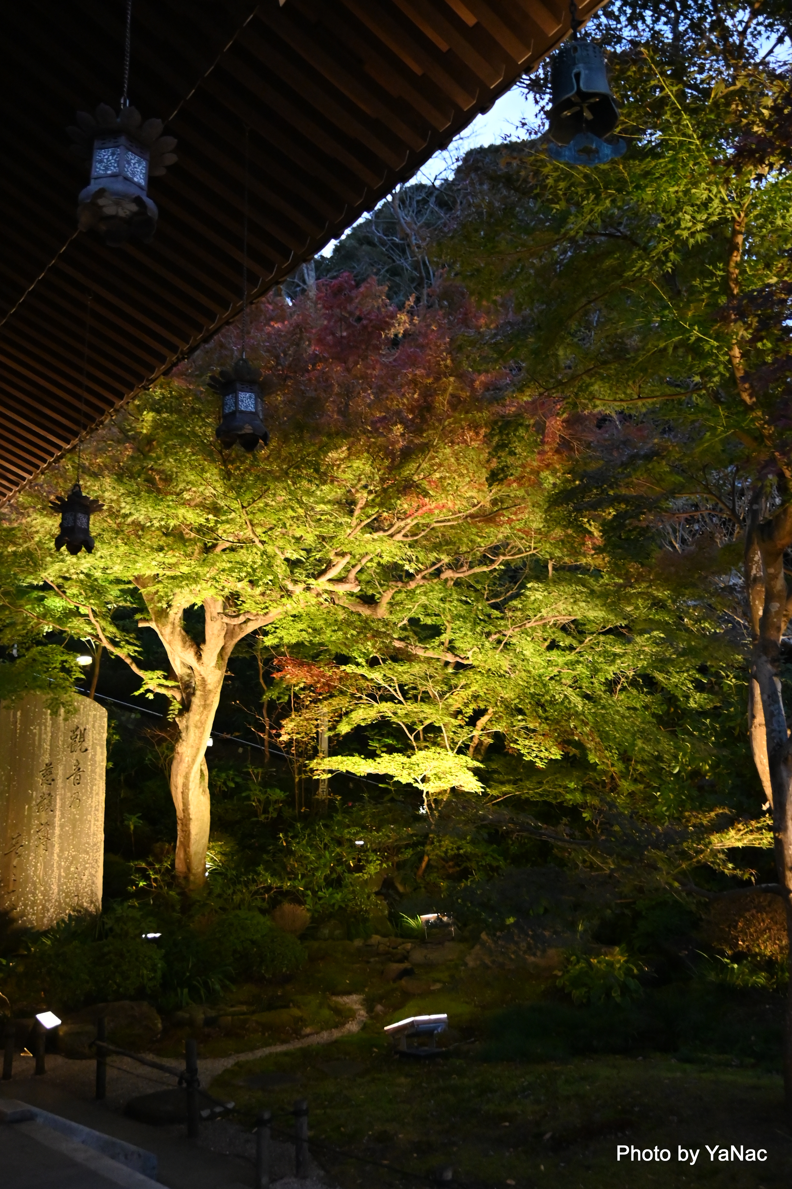 20241124 撮影:Nikon Z6II「鎌倉 長谷寺」