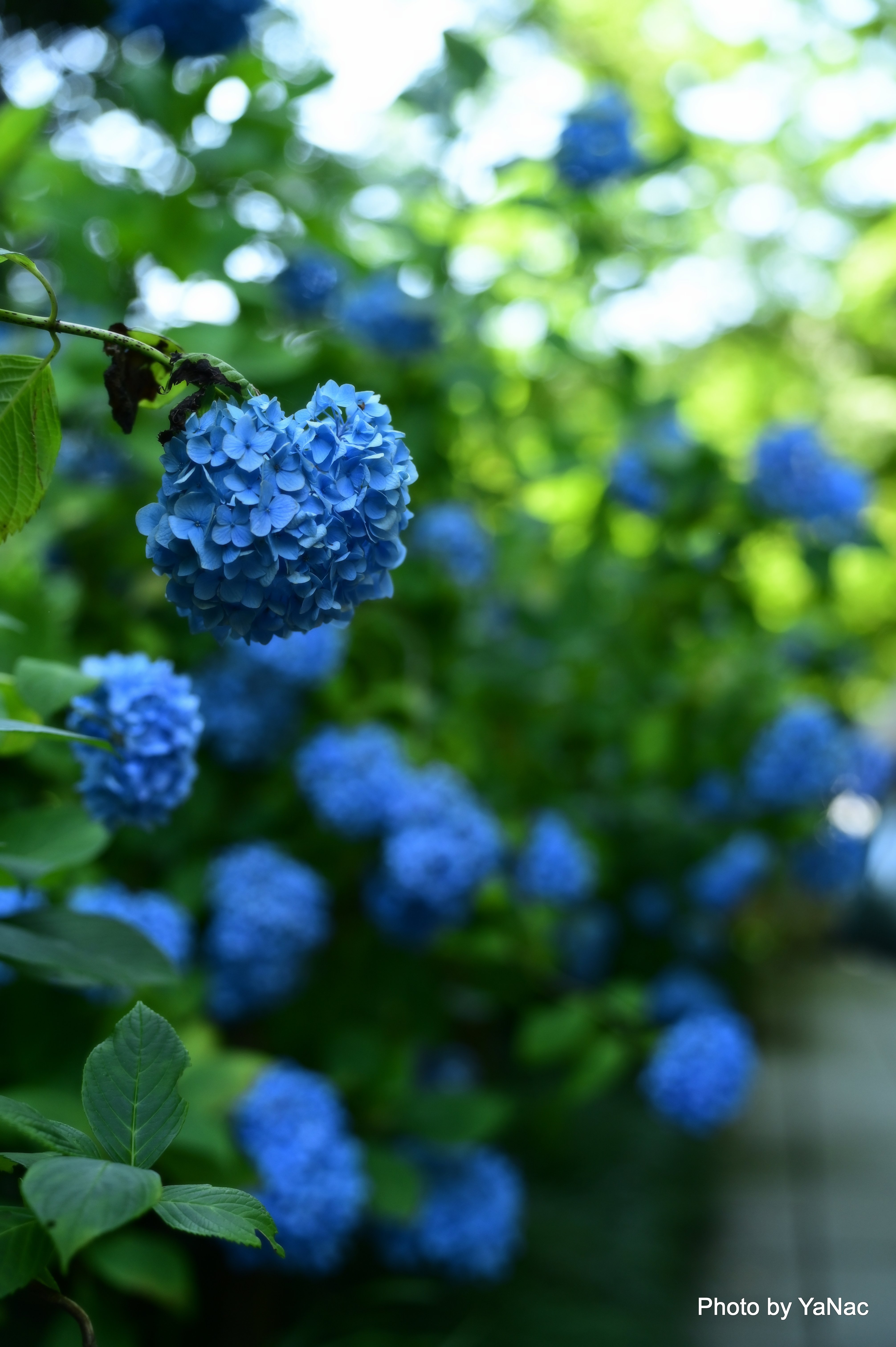 20250618 撮影：Nikon Z6II「鎌倉 明月院 あじさい」