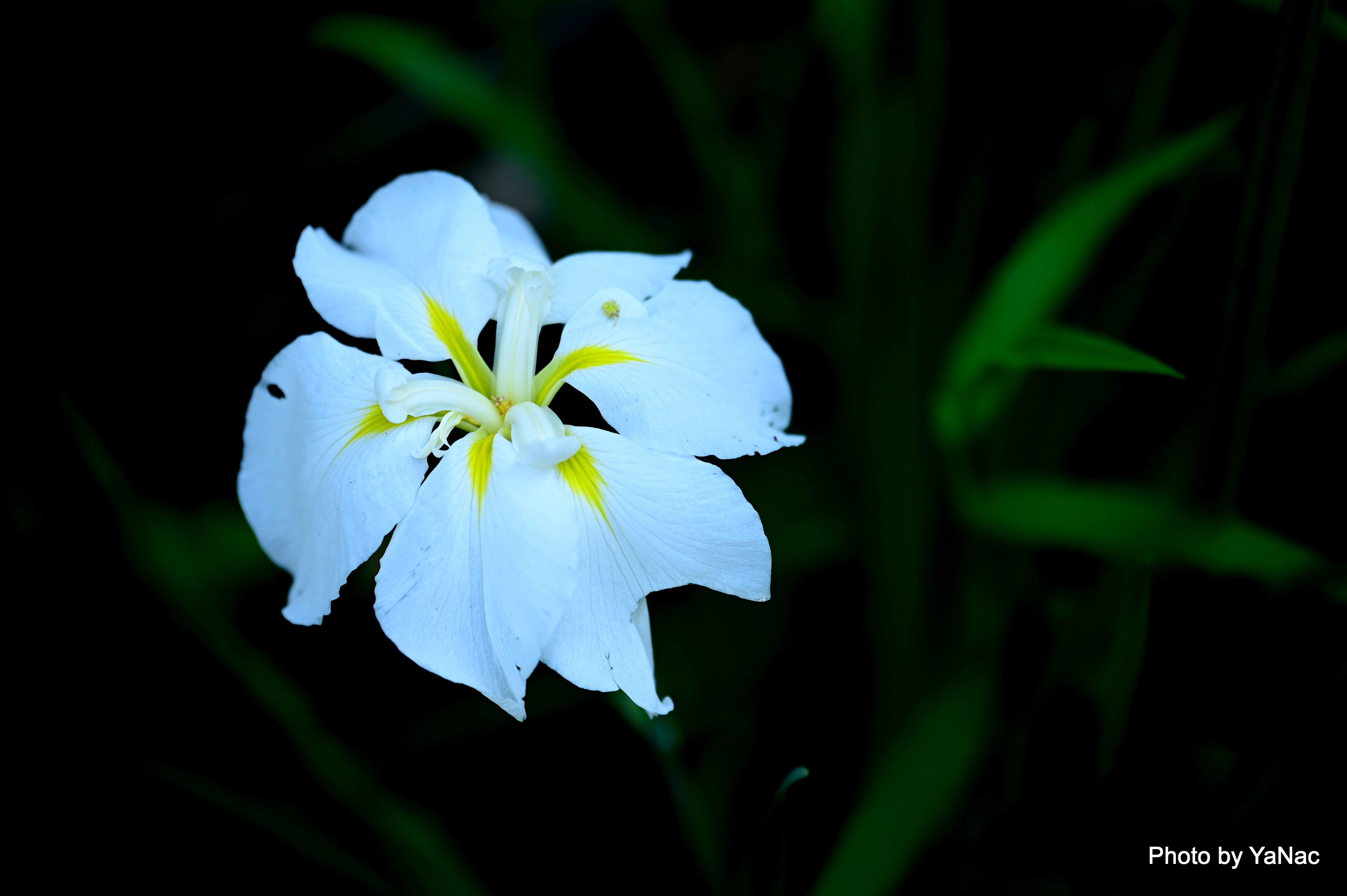 20250618 撮影：Nikon Z6II「鎌倉 明月院 菖蒲」